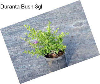 Duranta Bush 3gl