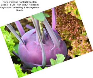 Purple Vienna Kohlrabi Garden Seeds - 1 Oz - Non-GMO, Heirloom Vegetable Gardening & Microgreens Seeds