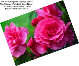 Tuberous Begonia Nonstop Series Plant Seeds (Pelleted): Deep Rose - 100 Seeds - Annual Decorative Flower Plant, Houseplant