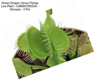 Green Dragon Venus Flytrap Live Plant - CARNIVOROUS - Dionaea - 3\