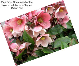 Pink Frost Christmas/Lenten Rose - Helleborus - Shade - Gallon Pot