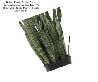 Delray Plants Snake Plant (Sansevieria zeylanica) Easy To Grow Live House Plant, 10-inch Grower Pot