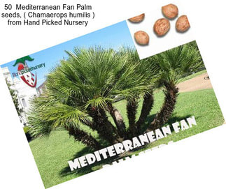 50  Mediterranean Fan Palm seeds, ( Chamaerops humilis ) from Hand Picked Nursery