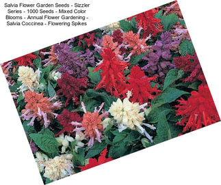Salvia Flower Garden Seeds - Sizzler Series - 1000 Seeds - Mixed Color Blooms - Annual Flower Gardening - Salvia Coccinea - Flowering Spikes