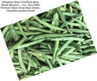 Stringless Green Pod Bush Bean Seeds (Burpee) - 1 Lb - Non-GMO, Heirloom Green Snap Bean Seeds - Vegetable Garden Seeds