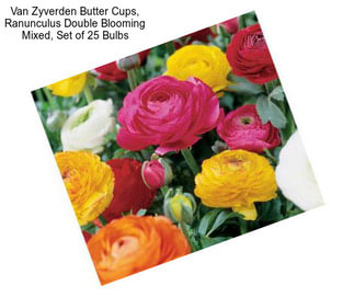 Van Zyverden Butter Cups, Ranunculus Double Blooming Mixed, Set of 25 Bulbs