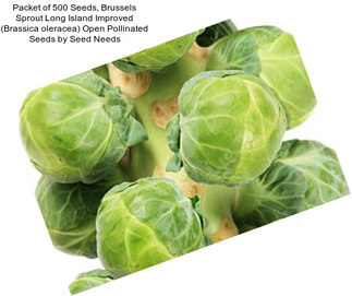 Packet of 500 Seeds, Brussels Sprout Long Island Improved (Brassica oleracea) Open Pollinated Seeds by Seed Needs