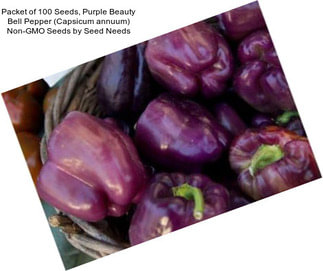 Packet of 100 Seeds, Purple Beauty Bell Pepper (Capsicum annuum) Non-GMO Seeds by Seed Needs