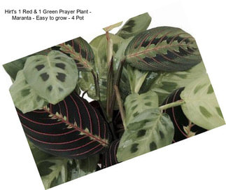 Hirt\'s 1 Red & 1 Green Prayer Plant - Maranta - Easy to grow - 4\