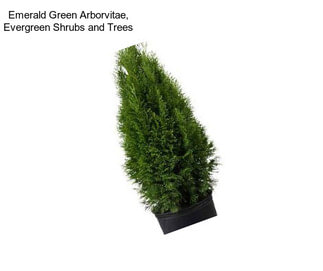 Emerald Green Arborvitae, Evergreen Shrubs and Trees