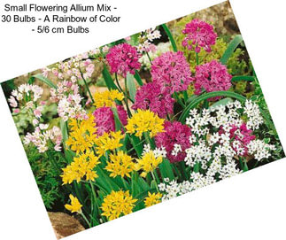 Small Flowering Allium Mix - 30 Bulbs - A Rainbow of Color - 5/6 cm Bulbs