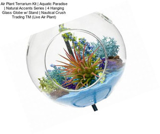 Air Plant Terrarium Kit | Aquatic Paradise | Natural Accents Series | 4\