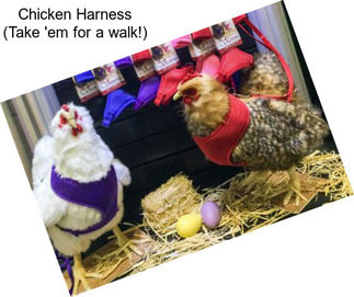 Chicken Harness (Take \'em for a walk!)