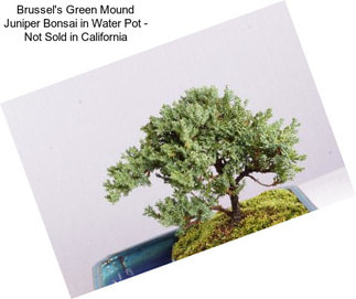 Brussel\'s Green Mound Juniper Bonsai in Water Pot - Not Sold in California