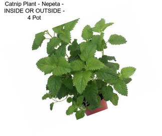 Catnip Plant - Nepeta - INSIDE OR OUTSIDE - 4\