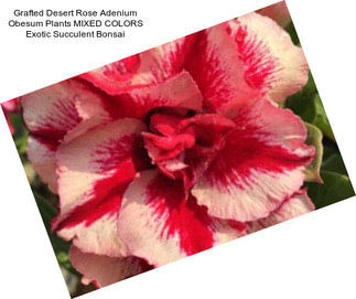 Grafted Desert Rose Adenium Obesum Plants MIXED COLORS Exotic Succulent Bonsai