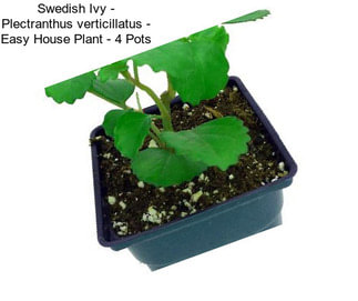 Swedish Ivy - Plectranthus verticillatus - Easy House Plant - 4\