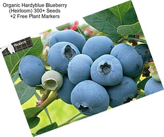 Organic Hardyblue Blueberry (Heirloom) 300+ Seeds +2 Free Plant Markers
