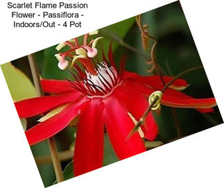 Scarlet Flame Passion Flower - Passiflora - Indoors/Out - 4\