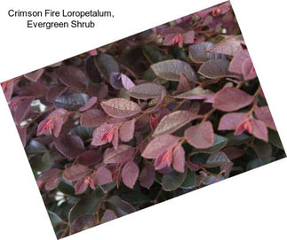 Crimson Fire Loropetalum, Evergreen Shrub