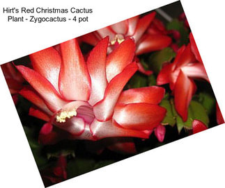Hirt\'s Red Christmas Cactus Plant - Zygocactus - 4\