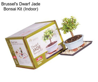 Brussel\'s Dwarf Jade Bonsai Kit (Indoor)