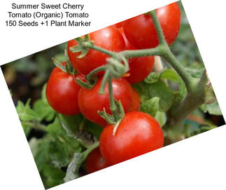 Summer Sweet Cherry Tomato (Organic) Tomato 150 Seeds +1 Plant Marker