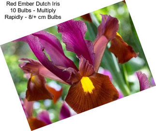 Red Ember Dutch Iris 10 Bulbs - Multiply Rapidly - 8/+ cm Bulbs