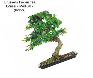 Brussel\'s Fukien Tea Bonsai - Medium - (Indoor)