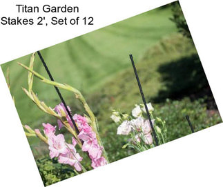 Titan Garden Stakes 2\', Set of 12