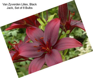 Van Zyverden Lilies, Black Jack, Set of 8 Bulbs