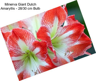 Minerva Giant Dutch Amaryllis - 28/30 cm Bulb