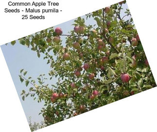 Common Apple Tree Seeds - Malus pumila - 25 Seeds