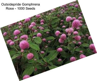 Outsidepride Gomphrena Rose - 1000 Seeds