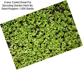 Cress Curled Great For Sprouting Garden Herb By Seed Kingdom 1,000 Seeds