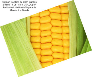 Goldan Bantam 12 Corn Garden Seeds - 1 Lb - Non-GMO, Open Pollinated, Heirloom Vegetable Gardening Seeds