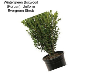 Wintergreen Boxwood (Korean), Uniform Evergreen Shrub