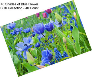 40 Shades of Blue Flower Bulb Collection - 40 Count