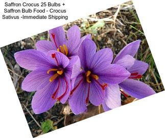 Saffron Crocus 25 Bulbs + Saffron Bulb Food - Crocus Sativus -Immediate Shipping