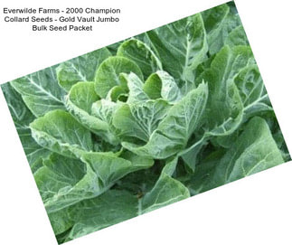 Everwilde Farms - 2000 Champion Collard Seeds - Gold Vault Jumbo Bulk Seed Packet