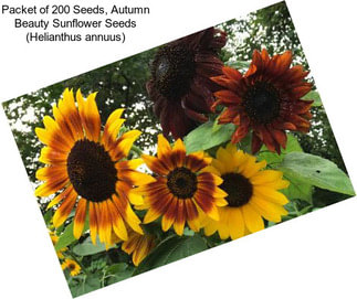 Packet of 200 Seeds, Autumn Beauty Sunflower Seeds (Helianthus annuus)