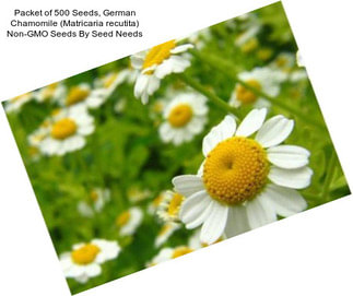 Packet of 500 Seeds, German Chamomile (Matricaria recutita) Non-GMO Seeds By Seed Needs