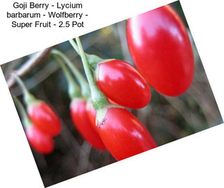 Goji Berry - Lycium barbarum - Wolfberry - Super Fruit - 2.5\