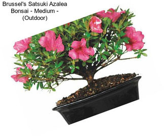 Brussel\'s Satsuki Azalea Bonsai - Medium - (Outdoor)