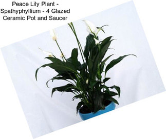 Peace Lily Plant - Spathyphyllium - 4\