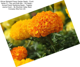 African Marigold Flower Garden Seeds - Crush Series F1 - Guy and Dolls Mix - 100 Seeds - Annual Flower Gardening Seeds - Tagetes erecta Crush.., By Mountain Valley Seed Company Ship from US