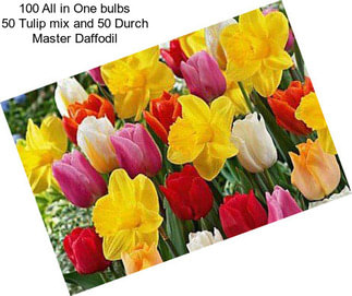 100 All in One bulbs 50 Tulip mix and 50 Durch Master Daffodil