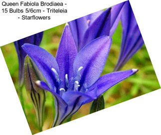 Queen Fabiola Brodiaea - 15 Bulbs 5/6cm - Triteleia - Starflowers