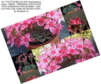 20 x TACITUS BELLUS AKA Graptopetalum bellum, SEEDS - PERENNIAL SUCCULENT WITH GORGEOUS PINK BLOOMS - LEAF CUTTING CAN FORM AN ENTIRE PLANT - By MySeeds.Co