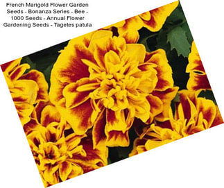 French Marigold Flower Garden Seeds - Bonanza Series - Bee - 1000 Seeds - Annual Flower Gardening Seeds - Tagetes patula
